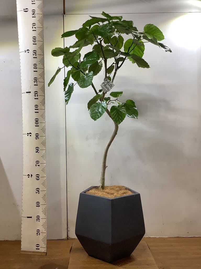 観葉植物 フィカス ウンベラータ 10号 曲がり FiberCray（ファイバー
