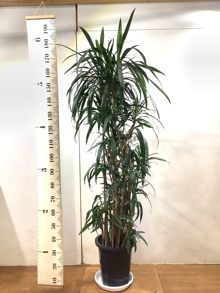 観葉植物 コルジリネ ストリクタ 観葉植物 コルディリネ ストリクタ 10号 リブバスケットNatural 付き