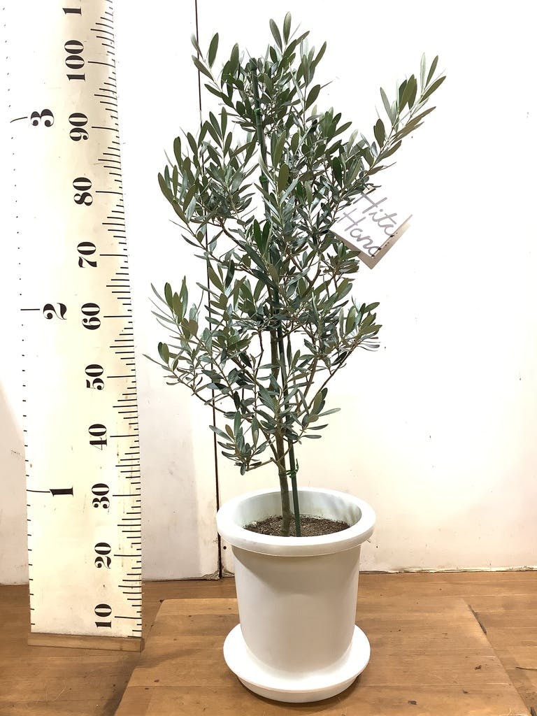 観葉植物 オリーブ 8号 チプレッシーノ プラスチック鉢 | 観葉