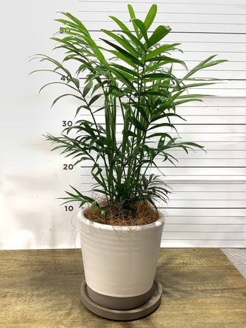 観葉植物 テーブルヤシ 4号 Mat Glaze Terracotta(マット グレーズ テラコッタ) ホワイト 植え替えキット付き