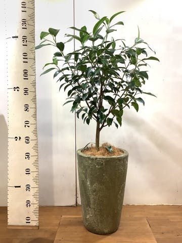 観葉植物 フランスゴムの木 8号 ノーマル アトランティス クルーシブル 付き