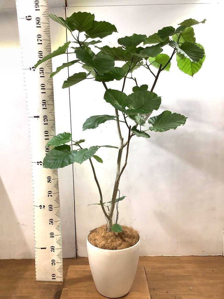 観葉植物 フィカス ウンベラータ 10号 ノーマル プラスチック鉢 | 観葉