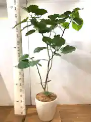 観葉植物 フィカス ウンベラータ 10号 ノーマル プラスチック鉢 | 観葉 