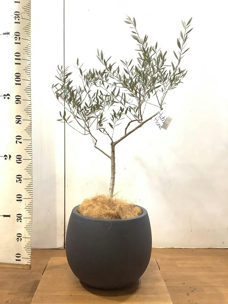 観葉植物 オリーブの木 8号 オヒブランカ プラスチック鉢 / 小倉園
