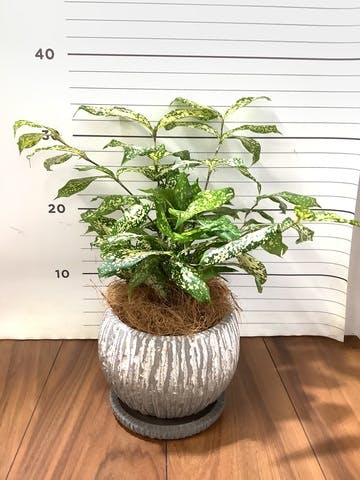 観葉植物 ドラセナ ゴッドセフィアーナ 4号 ストーン ウェア セラミック 付き