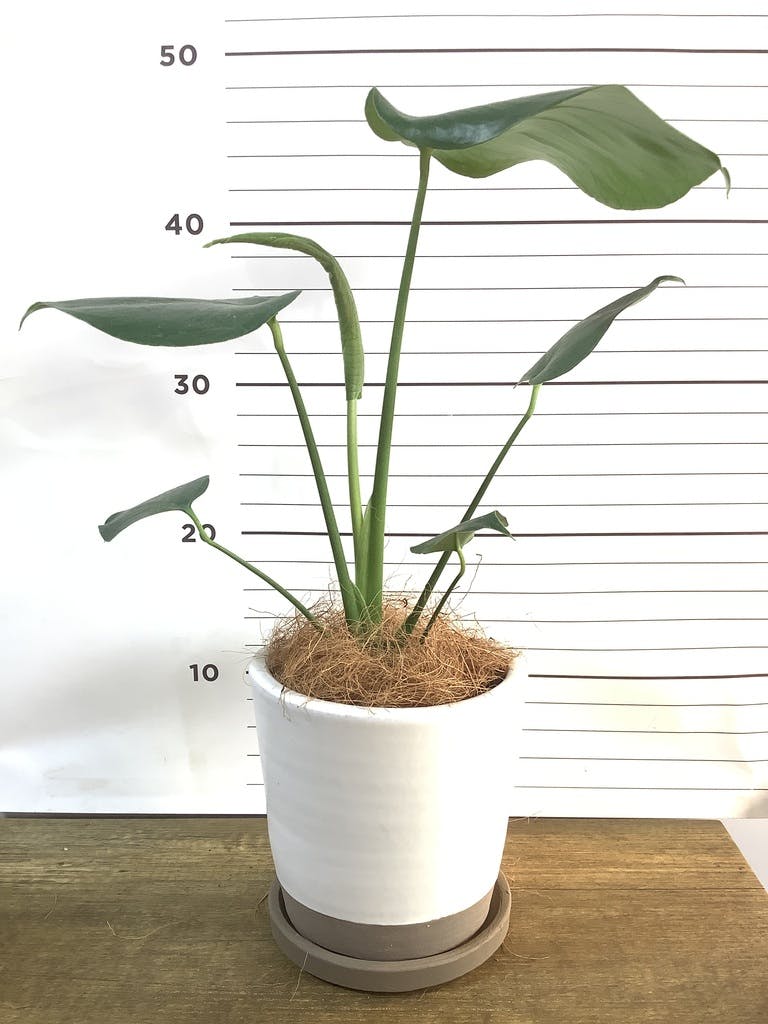 (専用)モンステラ　4 観葉植物 モンステラ 4号 ボサ造り プラスチック鉢 | 観葉植物なら