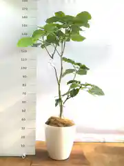 観葉植物 フィカス ウンベラータ 10号 ノーマル ラスターポット 付き 