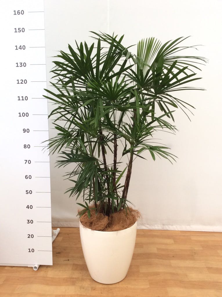 新品本物 ロングスクエア陶器鉢仕立て 綺麗な シュロチク 160cm前後 10号鉢 写真のような商品をお届けします 観葉植物 癒し系 シンボルツリー ガーデニング 新築祝い 引越し祝い 開業祝 開店祝い 事務所移転祝い 誕生日祝い 在庫有 Smartcpns Com