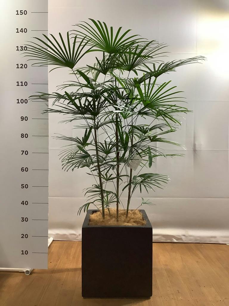 ウンナンシュロチク 写真 | 観葉植物通販HitoHana(ひとはな)