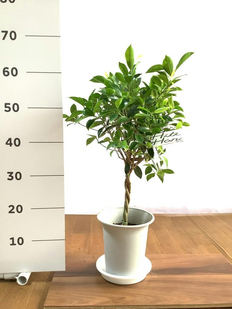 フィカス ベンジャミン ゴールデンスポット | 観葉植物 | 送料無料でお