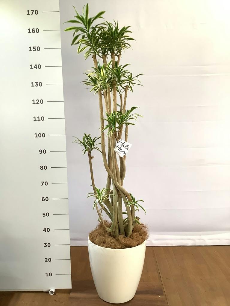 観葉植物 ドラセナ ソング オブ インディア 10号 エコストーンwhite