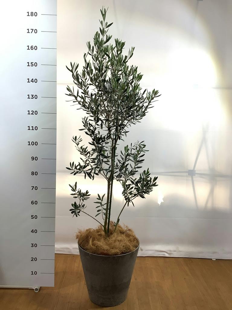 観葉植物 オリーブ 10号 チプレッシーノ アートストーン ラウンド