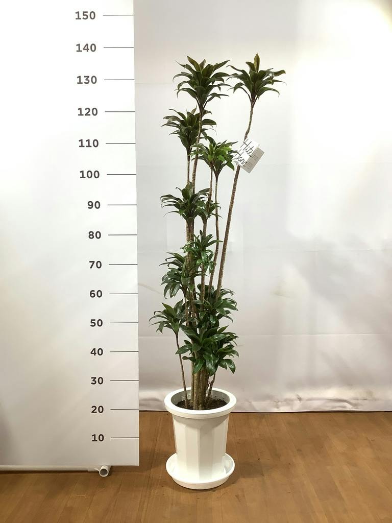 観葉植物 ドラセナ パープルコンパクタ 8号 プラスチック鉢 | 観葉植物