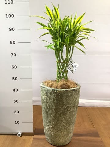 観葉植物 ドラセナ ミリオンバンブー（幸運の竹） 7号 アトランティス クルーシブル 付き