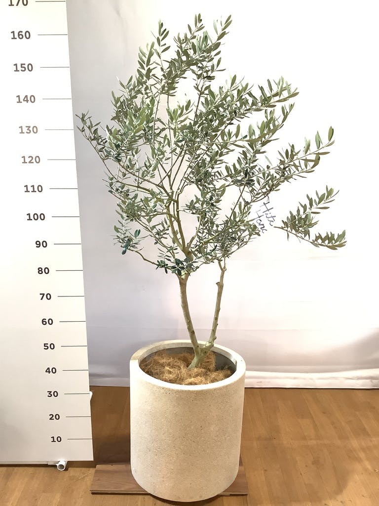 ハンギング オリーブの木 玄関先 おしゃれ フラワー ギフト 贈り物 鉢 誕生日 ギ 季節の花を寄せ植え アメジストｌ ピッチョリーネ オリーブ 鉢植え 開店祝い 店舗 シンボルツリー 寄せ植え ペットベッ Crackitbolton Co Uk