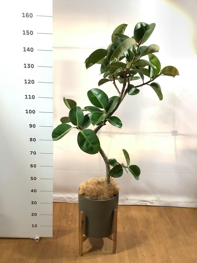 観葉植物 フィカス ソフィア 145cm・8号 園芸ネット本店｜フィカス