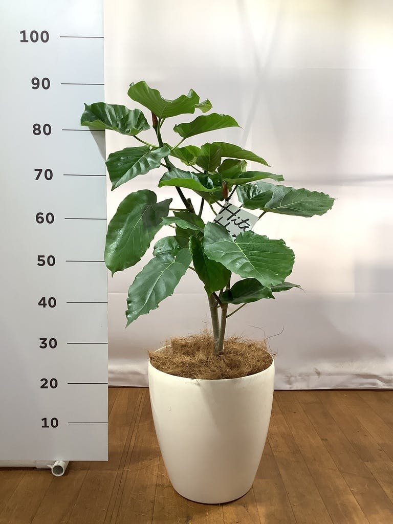 観葉植物 フィカス ウンベラータ 8号 ノーマル ラスターポット 付き