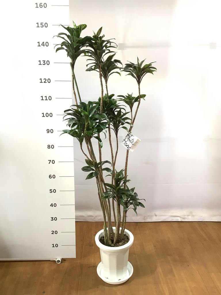 観葉植物 ドラセナ パープルコンパクタ 8号 プラスチック鉢 | 観葉植物