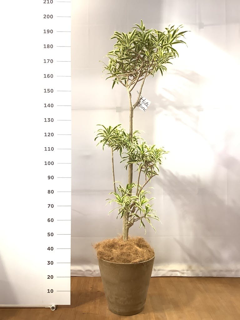 観葉植物 ドラセナ ソング オブ インディア 10号 プラスチック鉢 | 観葉植物ならHitoHana(ひとはな)