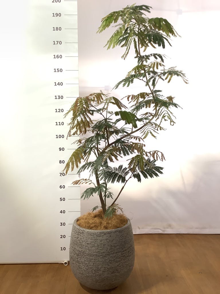 10/15まで値下げ エバーフレッシュ 曲がり 10号相当 約175cm