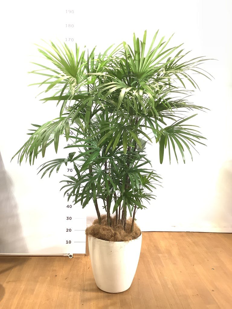 室内でも育ちます棕櫚竹　シュロチク　150cm 10号鉢　観葉植物　グリーンインテリア