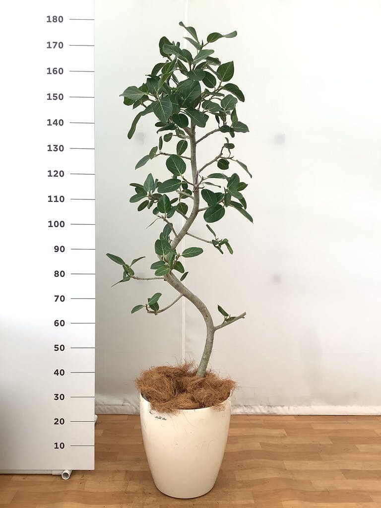 観葉植物 フィカス ベンガレンシス 10号 曲り ラスターポット