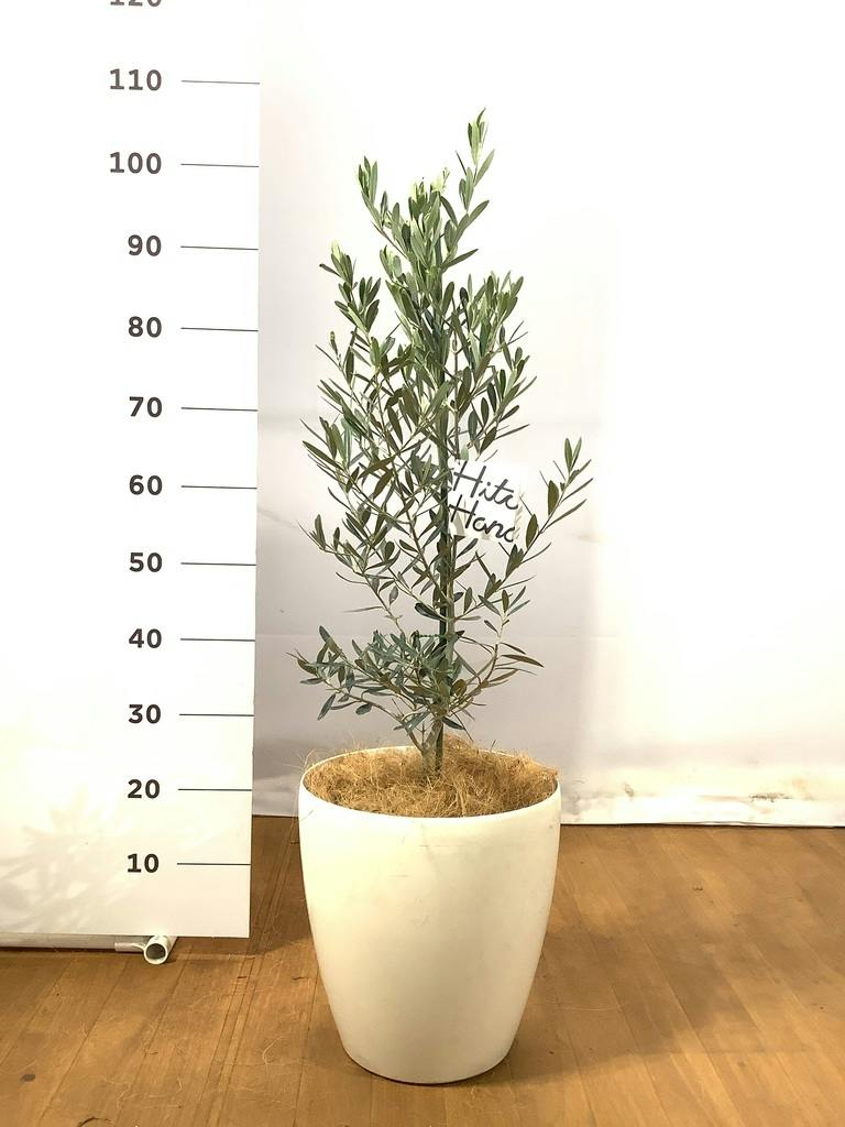 観葉植物 オリーブ 8号 チプレッシーノ ラスターポット 付き | 観葉