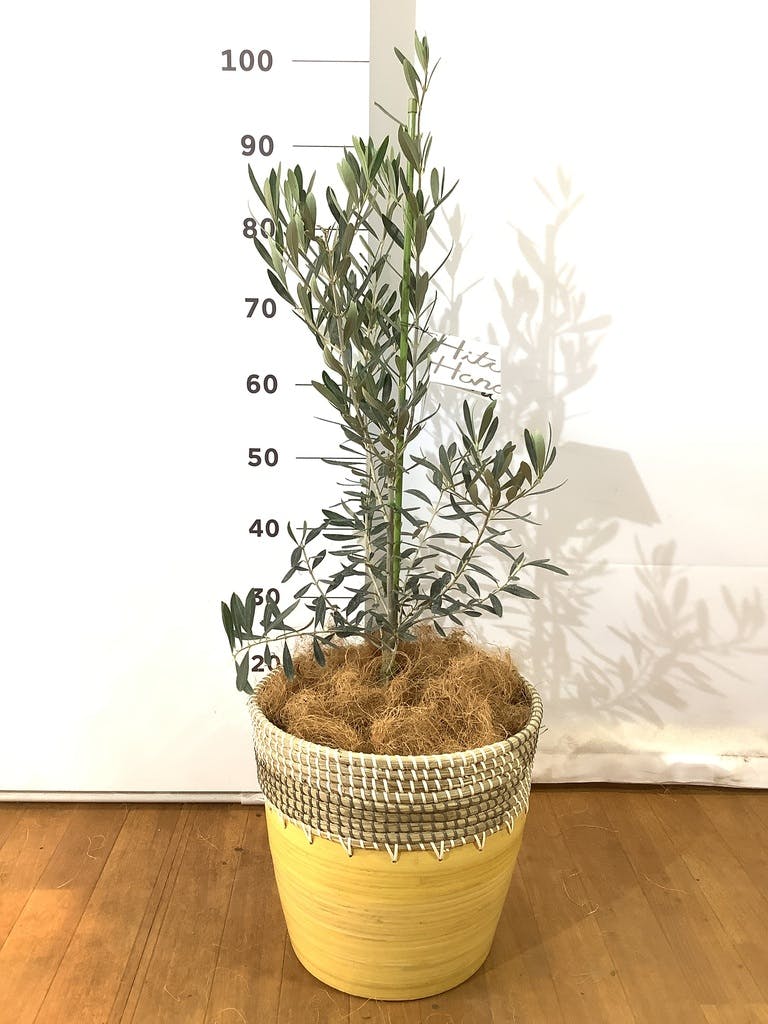 観葉植物 オリーブの木 8号 チプレッシーノ フォレスト トール
