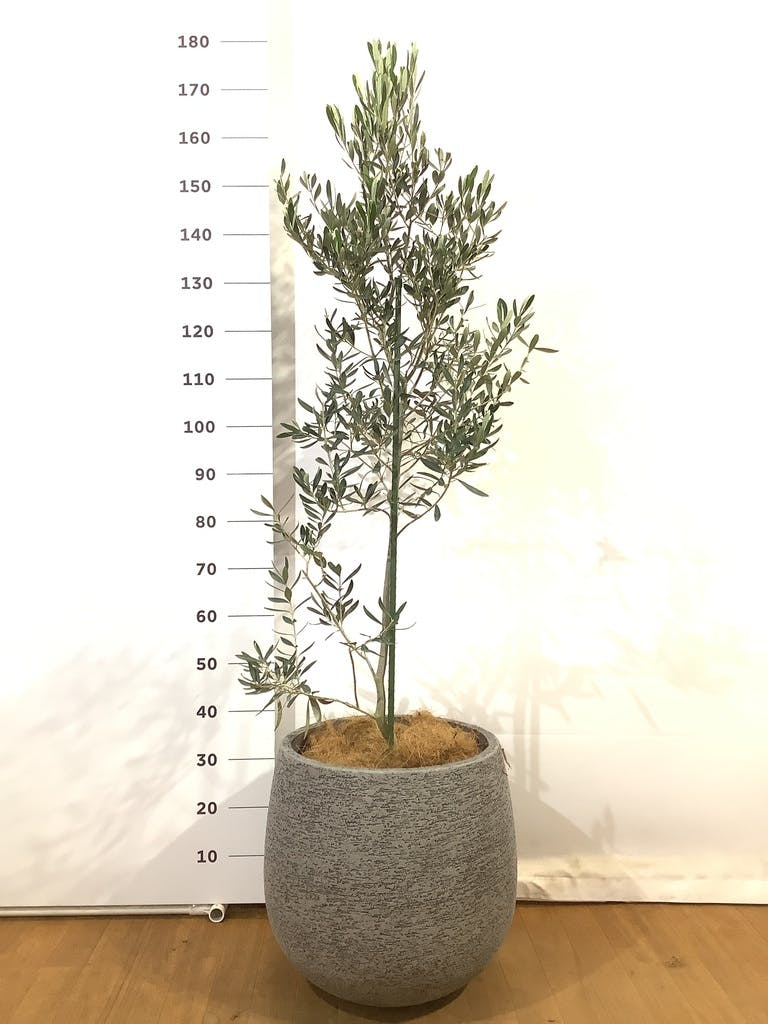 オリーブ・チプレッシーノ L | 観葉植物の通販 AND PLANTS