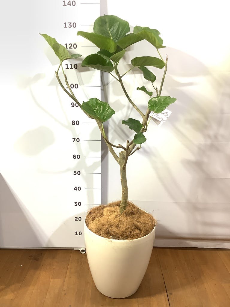 観葉植物 フィカス ウンベラータ 10号 ストレートアートストーン