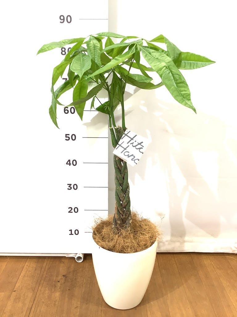 ぱきら（感謝） 観葉植物 パキラ 6号 斑入り ラスターポット 付き | 観葉植物