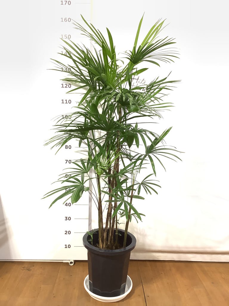 観葉植物 シュロチク 8号鉢 大型 室内用 インテリア おしゃれ 棕櫚竹 通販 人気 父の日 ブランド品