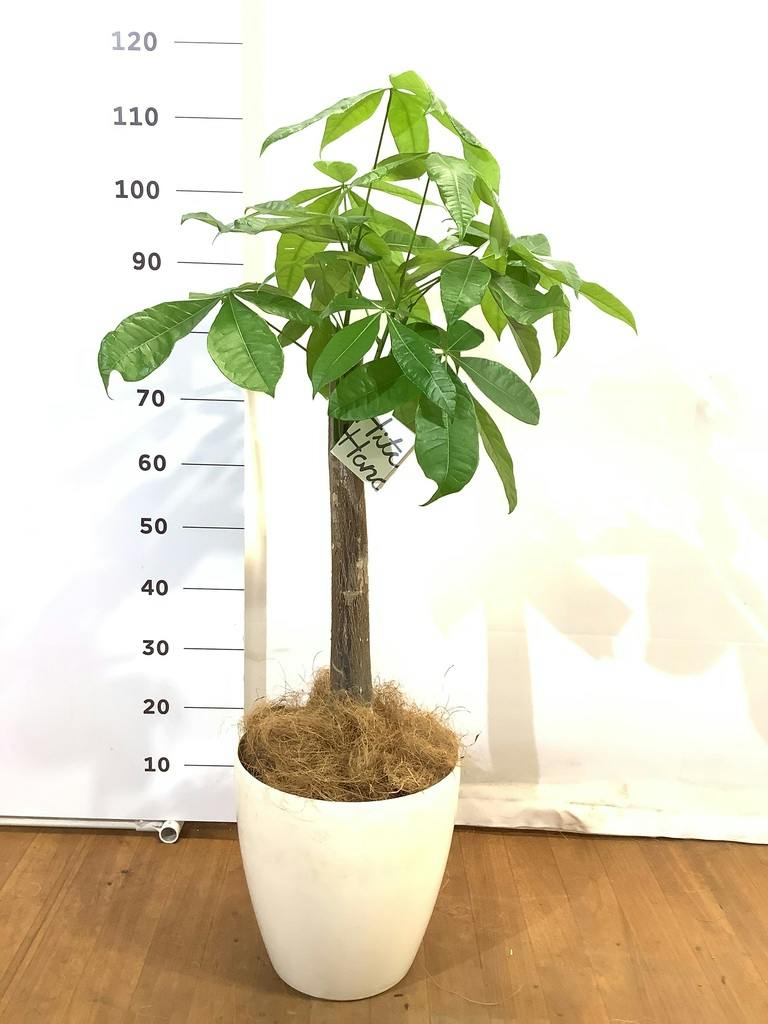 観葉植物 パキラ 8号 朴 プラスチック鉢 | 観葉植物ならHitoHana(ひとはな)
