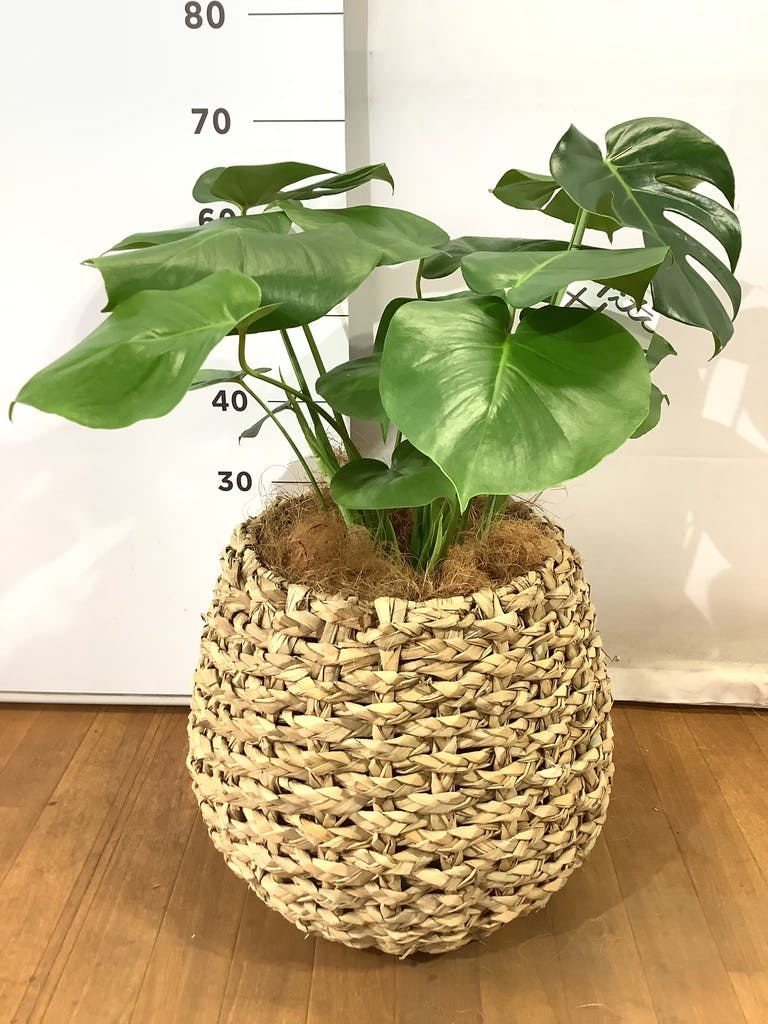 観葉植物 モンステラ 8号 ボサ造り プラスチック鉢 | 観葉植物なら