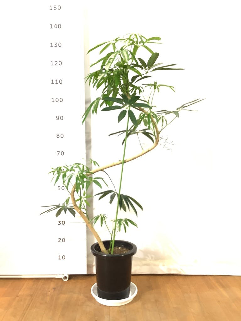 観葉植物 シェフレラ アンガスティフォリア 8号 曲り プラスチック鉢