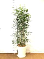 観葉植物 シルクジャスミン 10号 プラスチック鉢 観葉植物ならhitohana ひとはな