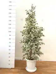 観葉植物 フィカス ベンジャミン 10号 スターライト プラスチック鉢 観葉植物ならhitohana ひとはな