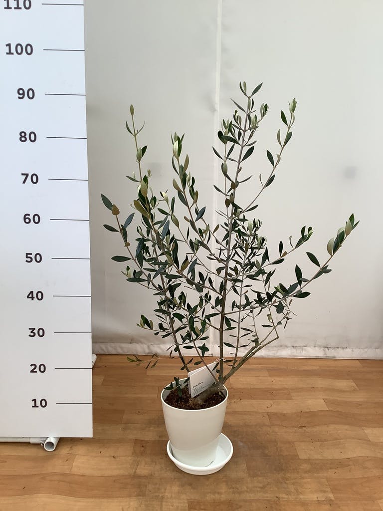 観葉植物 オリーブの木 【51cm】 6号 ひなかぜ 盆栽仕立て #71502