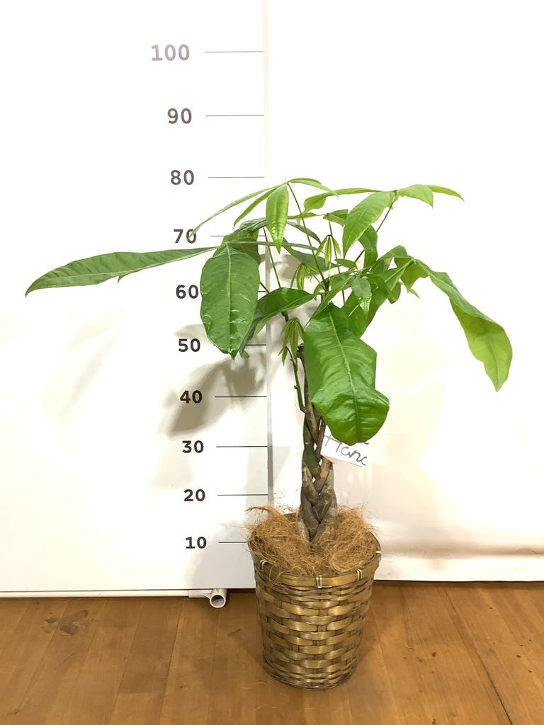 観葉植物 パキラ 6号 ねじり ジュートバスケット ツートーン