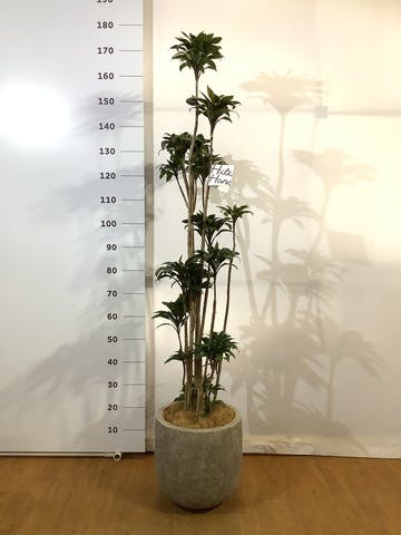 観葉植物 ドラセナ パープルコンパクタ 8号 ラヴァライト Uポット  グレー 付き