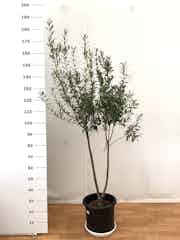 観葉植物 オリーブ 10号 チプレッシーノ プラスチック鉢 観葉植物ならhitohana ひとはな 観葉植物 オリーブ 10号 チプレッシーノ プラスチック鉢 観葉植物ならhitohana ひとはな