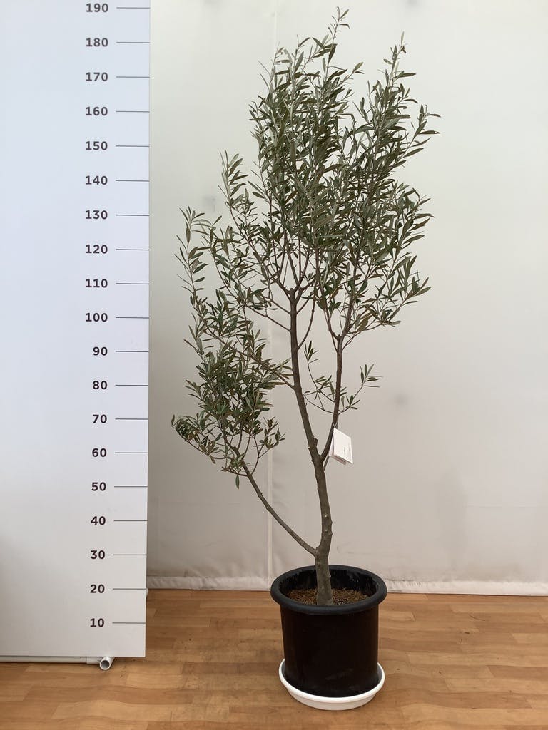 観葉植物 オリーブ 10号 チプレッシーノ プラスチック鉢 | 観葉植物