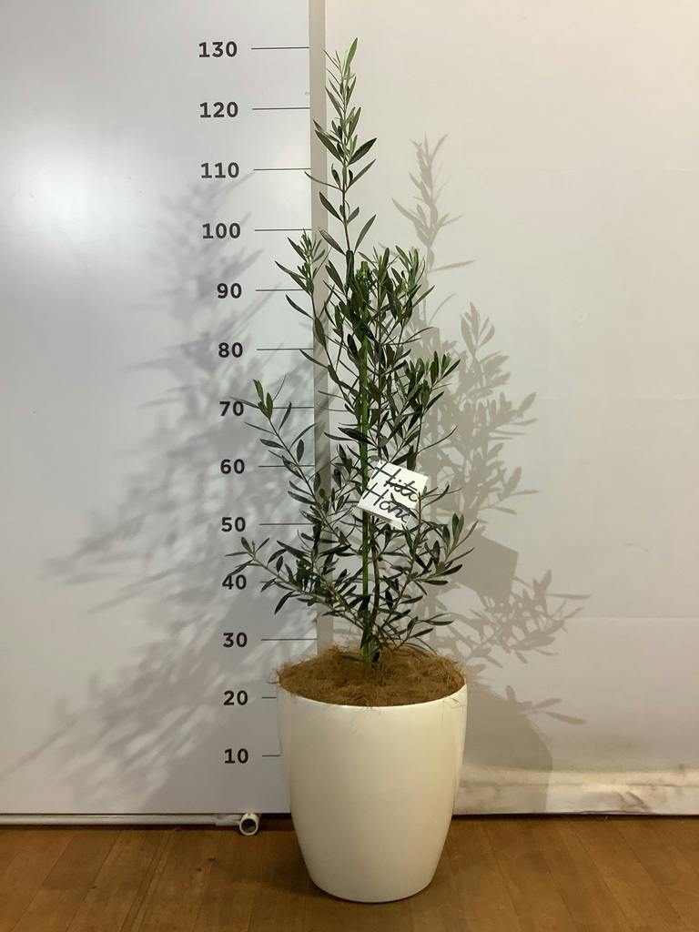 観葉植物 オリーブ 8号 チプレッシーノ ラスターポット 付き | 観葉