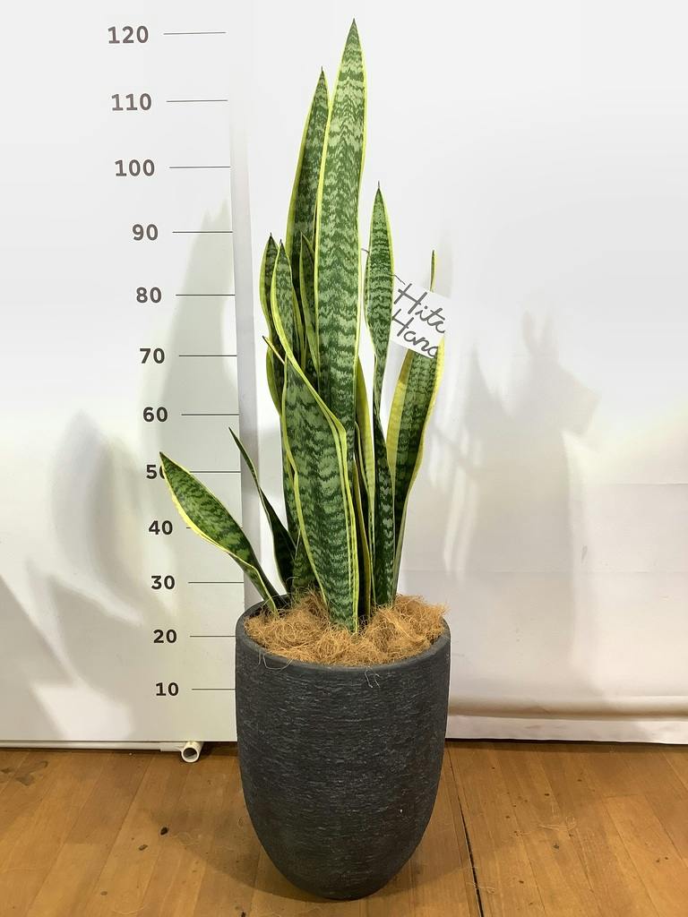 観葉植物 サンスベリア 8号 トラノオ プラスチック鉢 | 観葉植物なら