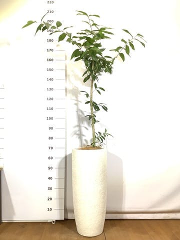 観葉植物 アマゾンオリーブ (ムラサキフトモモ) 8号 エコストーントールタイプ white 付き