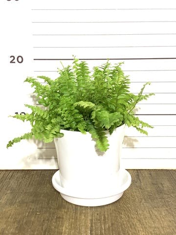 観葉植物 ネフロレピス 3.5号 プラスチック鉢