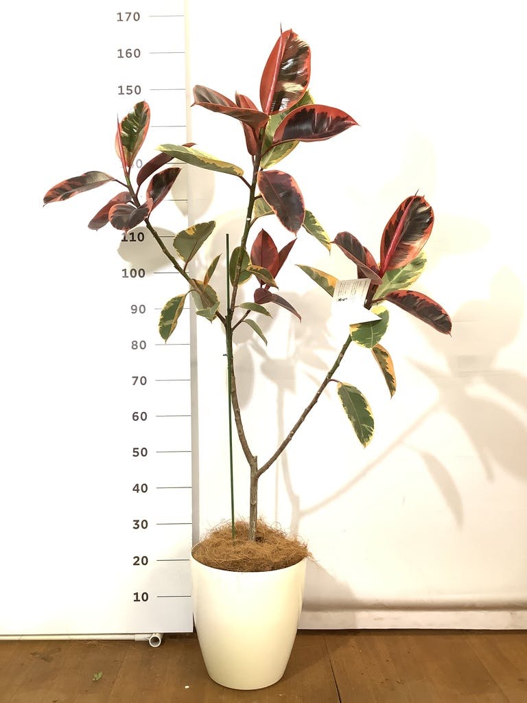 フィカス ルビー 1点もの | 観葉植物通販HitoHana(ひとはな)