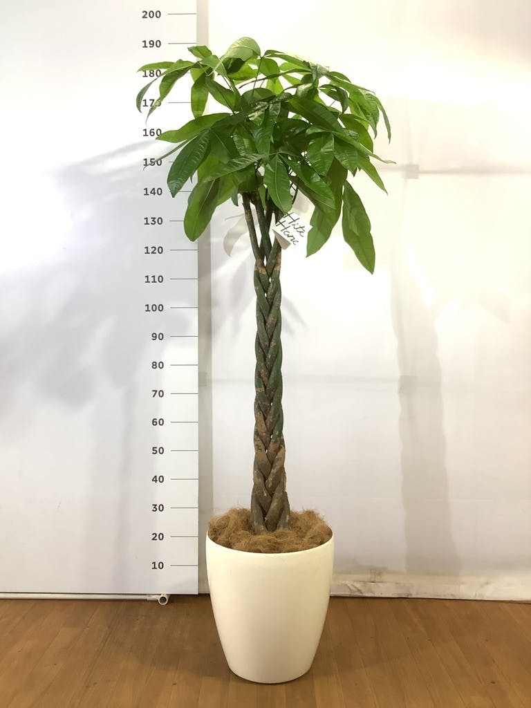 観葉植物 パキラ 10号 ねじり ラスターポット 付き | 観葉植物なら