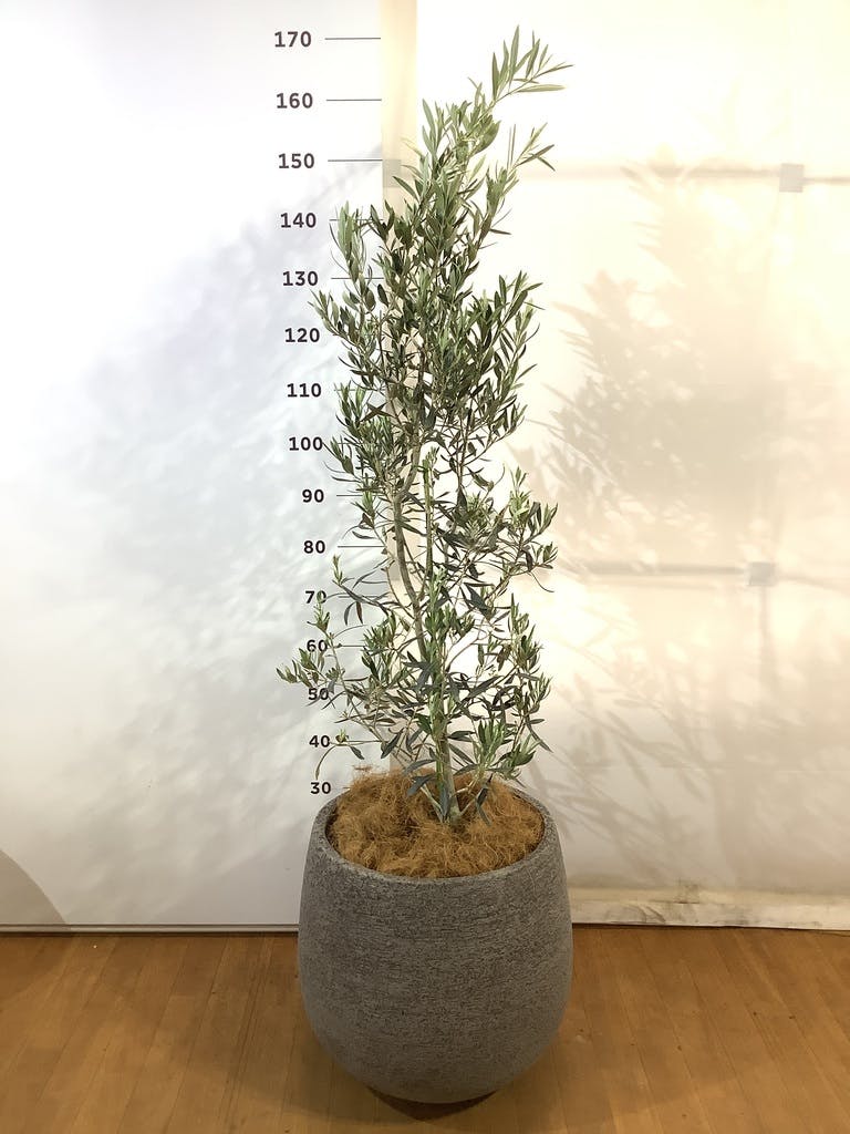 観葉植物 オリーブの木 10号 チプレッシーノ キューブ ラテルストーン