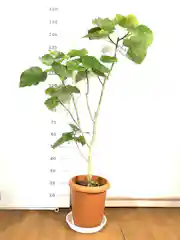 観葉植物 フィカス ウンベラータ 10号 ノーマル プラスチック鉢 | 観葉 